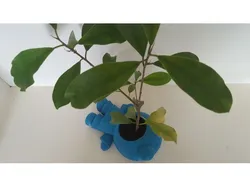 Plant eating Man