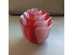 Super Rose multicolor