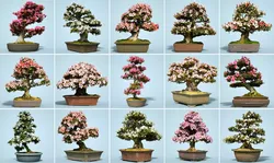 15 Satsuki Bonsai Tree Blossom Collection 3D model