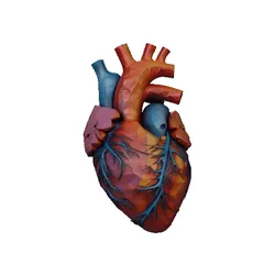 Human Heart Anatomy 3D Model Health Care Concept
