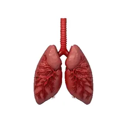 Human Lungs Anatomy 3D Model Health Care Concept