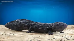 Salamander Dark Wet 3D model