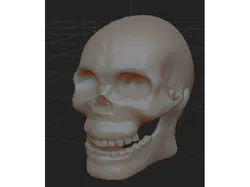 Detailed Skull