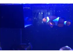 Brine Shrimp Hatcher For Aquarium