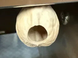 WALNUT HIDE - Free 3D Print Model