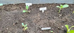 Plant Marker - Free 3D Print Model