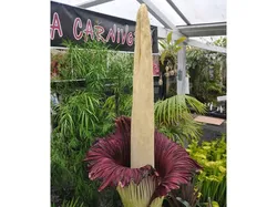 Audrey the giant corpse flower (Amorphophallus titanum)