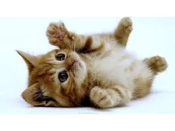cute kitten lithophane