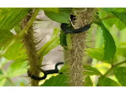 Plant Hook