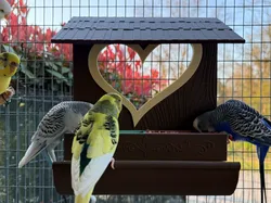 Bird feeder - Free 3D Print Model