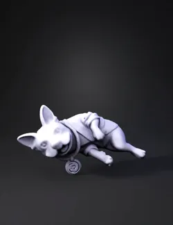 black and white french bulldog lying on side wearing blue striped shir