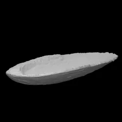 Mussel Shell