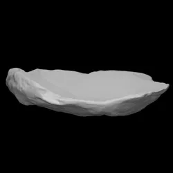 Oyster Shell
