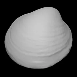 Bivalve shell