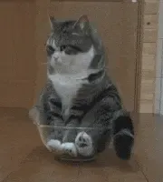 Suporte Alexa Echo Dot 4a e 5a Geração Bored Cat