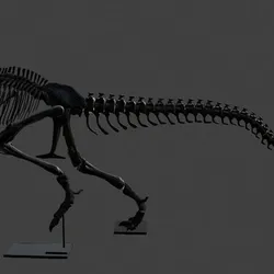 T Rex Skeleton complete with commercial use