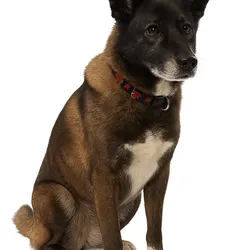 Akita Dog