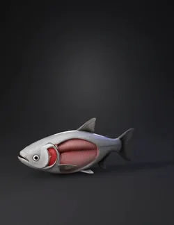 fish cross section anatomy model showing internal musculature and gill