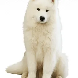 Husky Dog