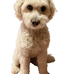 Poodle 001