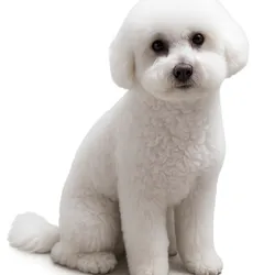 Poodle 002