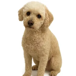 Poodle 003