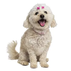 poodle 004
