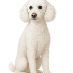 Poodle 005