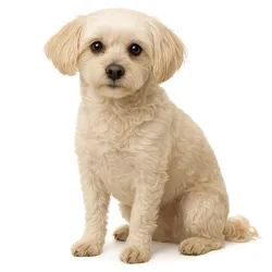 Poodle Dog