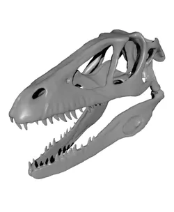 Velociraptor skull