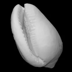 Cowrie shell