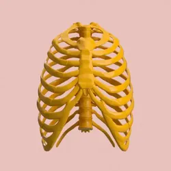 RIB CAGE FULL 3D SEGMENTED MODEL