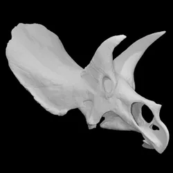 Triceratops horridus