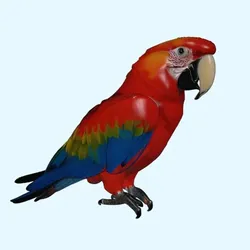 Scarlet Macaw Parrot – Realistic 3D Model