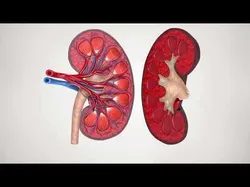Kidney Anatomy Low-poly 3D model