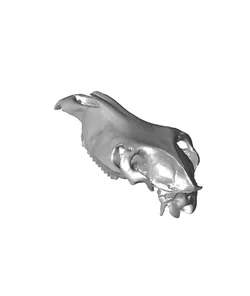 cavalo Cranio