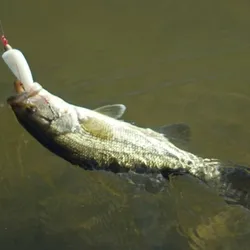 Flatfish-ish 3D-Printed Lure