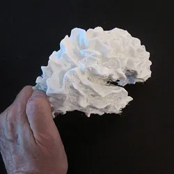 Brain Hemisphere, White Matter of the Right Full-Scale