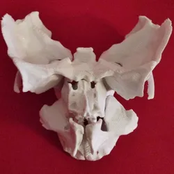 Face - Partial Skeleton Human Full-Scale 1:1