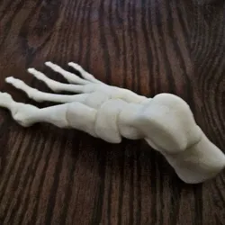 Foot, Right Human Fully assembled