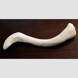 Human Collarbone, clavicle full-scale