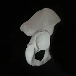 Human Hip Bone, Right Full-Scale