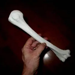 Humerus Bone -Right Human Upper Arm