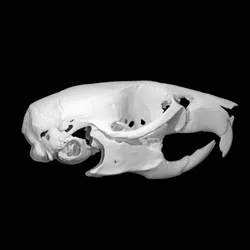 Mus musculus, House Mouse