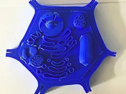 Plant Cell model Kit Card - Free 3D Print Model