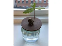 Rings for Acorns