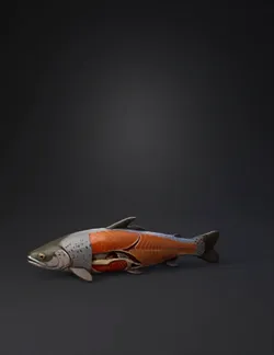 cutaway salmon fish showing interior anatomy muscle and organs with