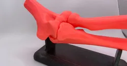Elbow model stand