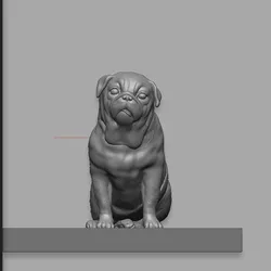 Pug dog