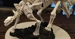 Stegosaurus Skeleton